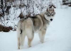 Photo of Husky Haven Norveg Strong