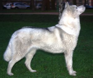 Photo of Husky Haven Esmeralda