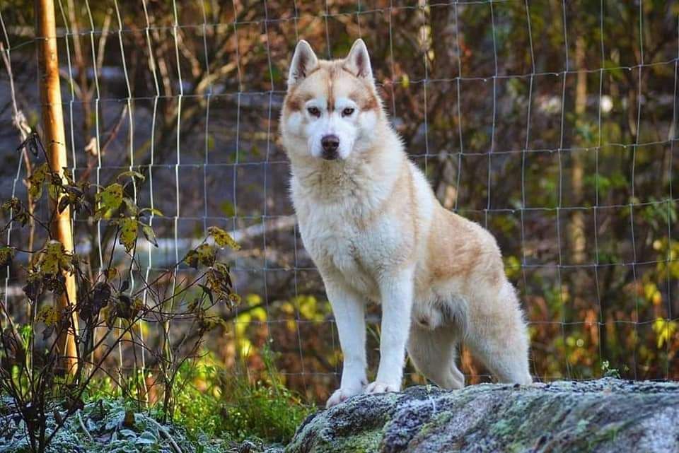 Photo of Kuurakuonon Fantastic Fenris