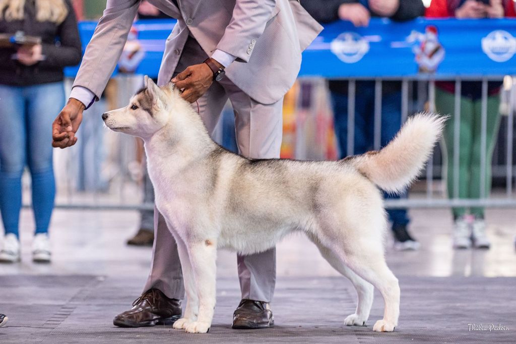 Photo of Jack's Wolfpack Popertina Scamander