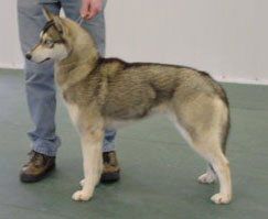 Photo of Kiana’s Gynger