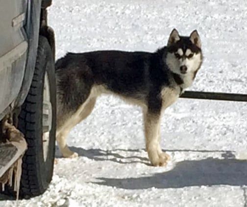Photo of Kaliya’s Prince Marlytuk