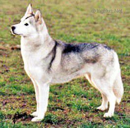 Photo of Aceca’s Samantha