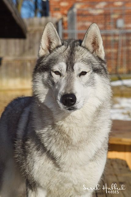Photo of Karnovanda's Airicka