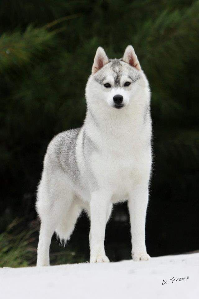 Photo of Tunghat’s Pepa By Viking Wolf