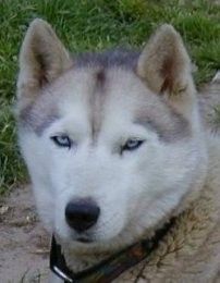 Photo of Ilyeska