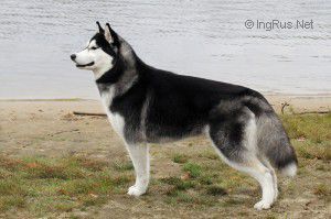Photo of Husky Haven Tales Of Winter