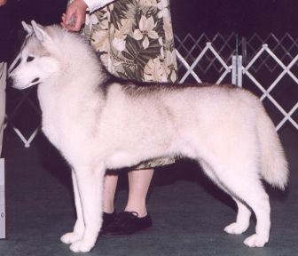 Photo of Karnovanda’s The Future King