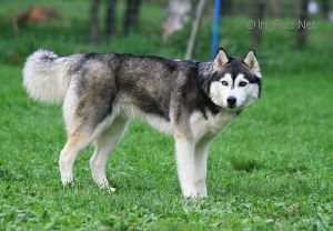Photo of Husky Haven Laura Ashley
