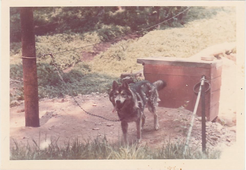 Photo of Giblet