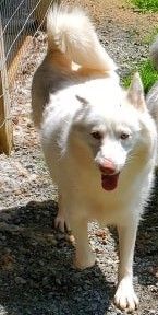 Photo of Ghost White Water Chiko