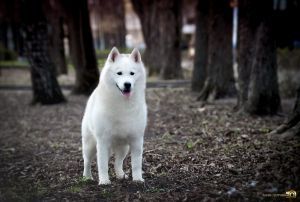 Photo of Zira A Beautiful Lady