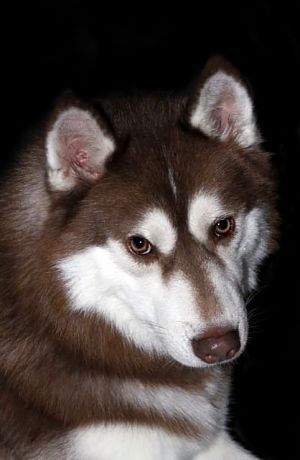 Photo of Husky Haven Headliner