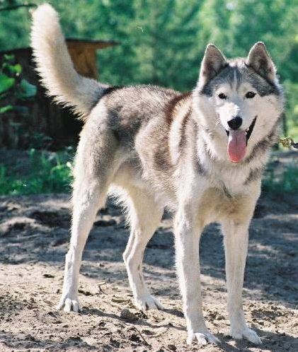 Photo of NorthWapiti’s Orion the Hunter