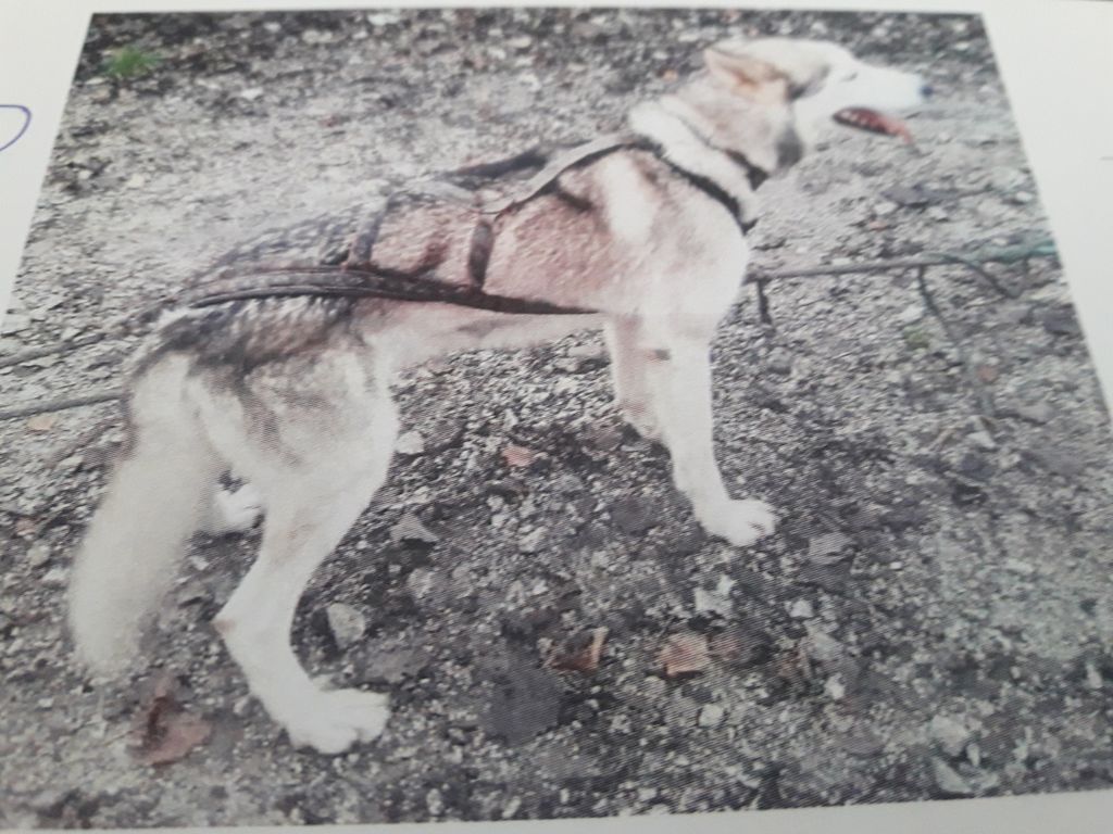 Photo of Axel wliki z raztozcza