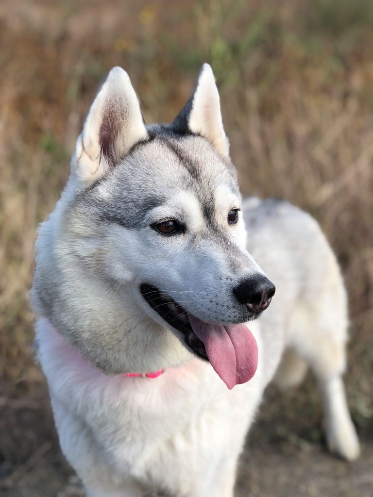 Photo of Huskystars Bellzon Ebonyshadow