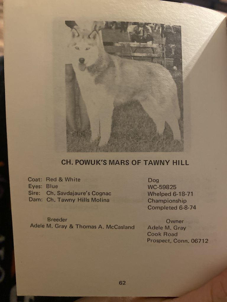 Photo of Pow-Uk’s Mars Of Tawny Hill