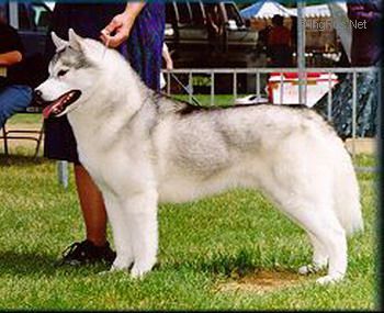 Photo of Karnovanda’s Ezekiel