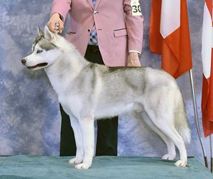 Photo of Bellahusk’s X.O. Doster