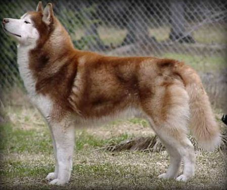 Photo of Chrisdon’s Echo of the Arctic