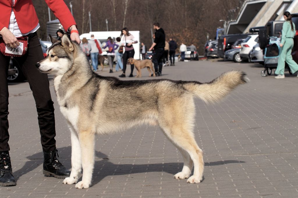 Photo of ZORRO SLED-DOGS AnRus House