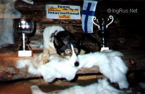 Photo of Polar Speed Pinto