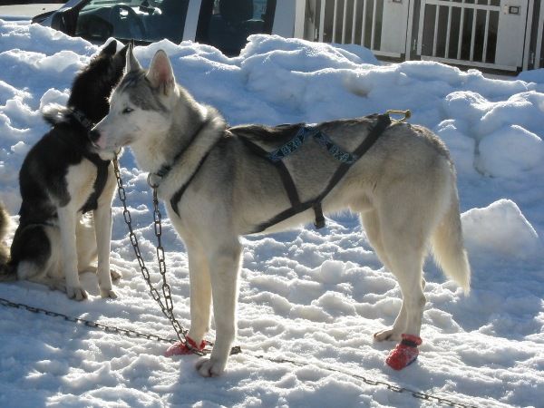 Photo of Faryk des P'tits Loups Vadrouilleurs