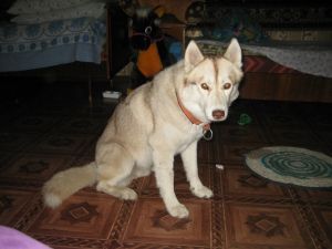 Photo of Husky Haven Cranberry Pie
