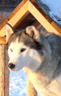 Photo of Kortar’s Katcha Kloudancer