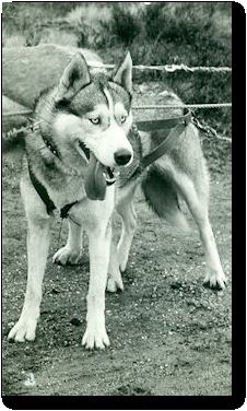 Photo of Alaskan’s Chatka Of Anadyr