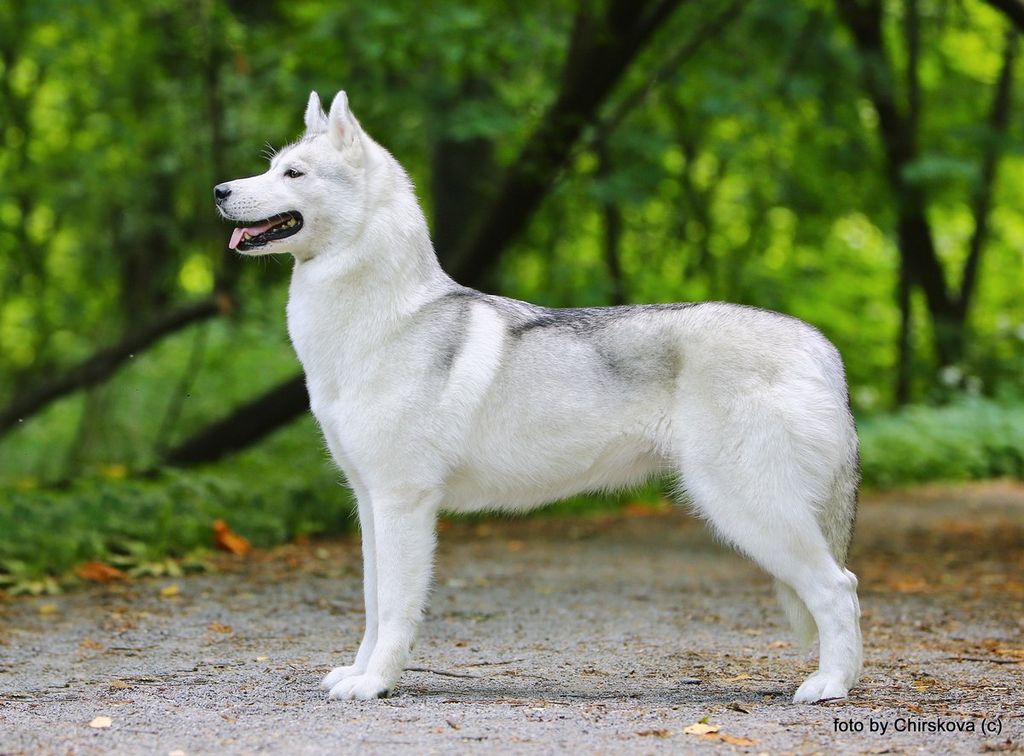 Photo of Husky Heaven Gabriel Aplin