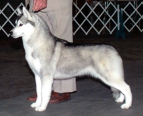 Photo of Aatukwoods Alpine Star