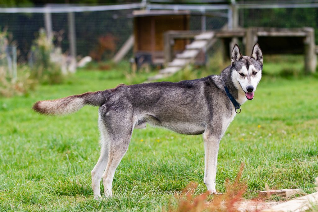 Photo of Natomah's Amos