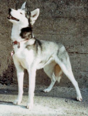 Photo of Charvak’s Icelia Of Skiivolk