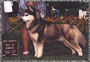Photo of Arlington Bokhara