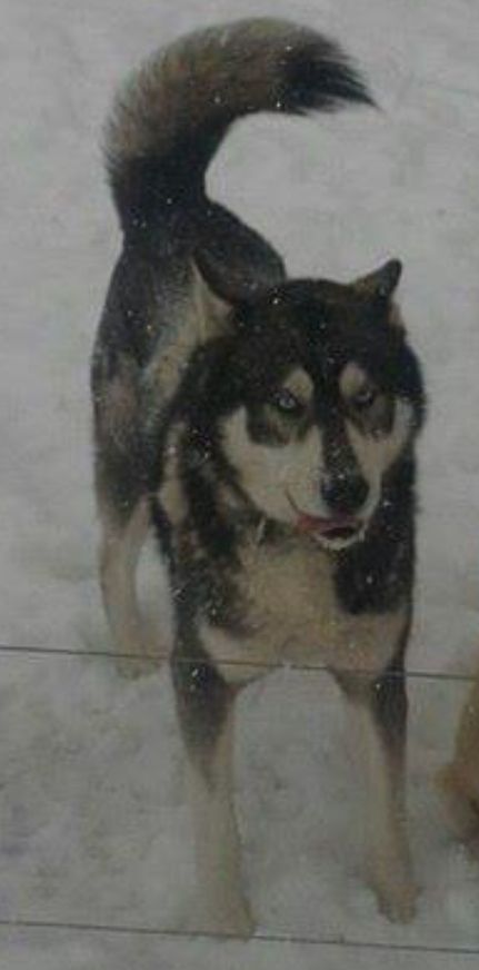 Photo of Hudnall's Shadow