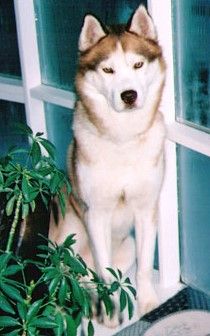 Photo of Cedarpaws Commando At Kortar