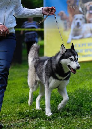 Photo of Arctic Magic Ultra Star