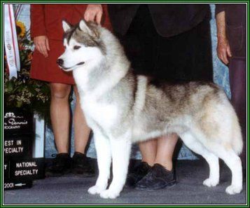 Photo of Innisfree Juneau Bigboy