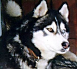Photo of Severnyi Veter Alen Black