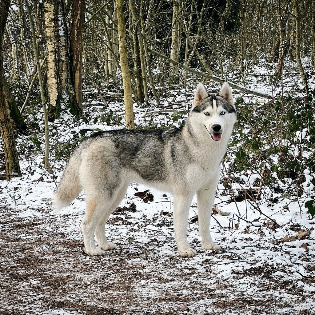 Photo of Roburlord's Perchino Bukharina