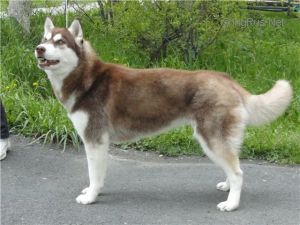Photo of Husky Haven Invitata Dal Futuro