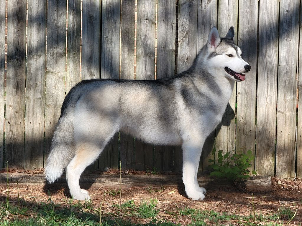 Photo of Zuska's Forged In Fire