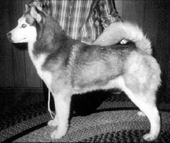 Photo of Monadnock’s Elsa