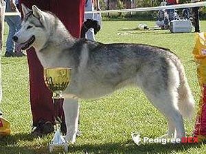 Photo of Tricky Nicky Of Siberian Lady