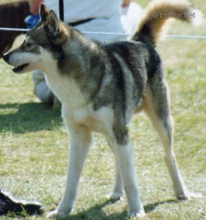Photo of Forstal’s Valchok At Aceca