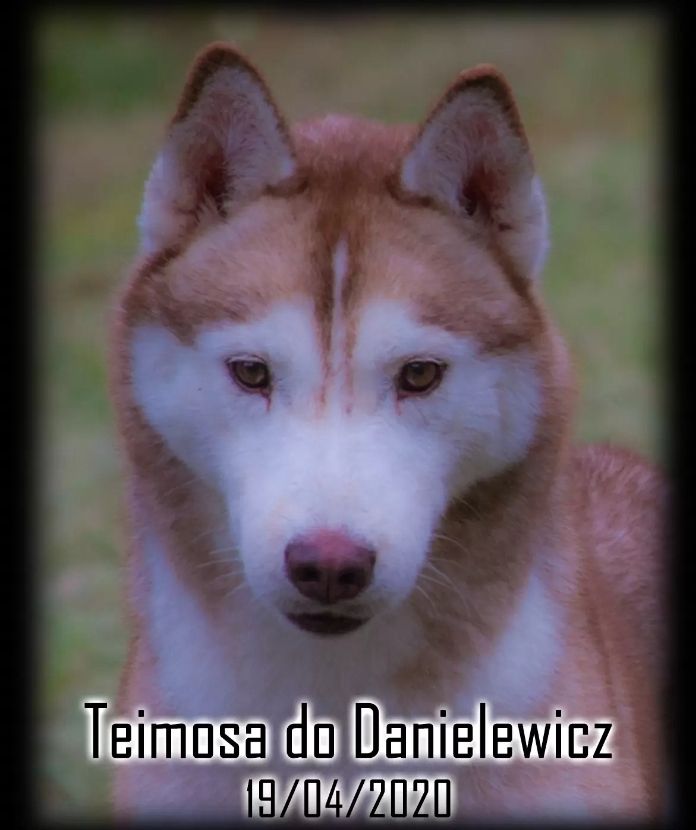 Photo of Teimosa do Danielewicz