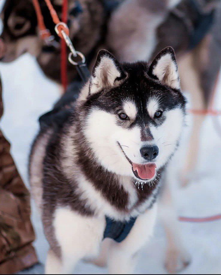 Photo of Arctic Beauty Of Evenki Winners