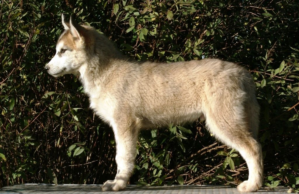Photo of Vento Libero Ugon Midzho Brubu