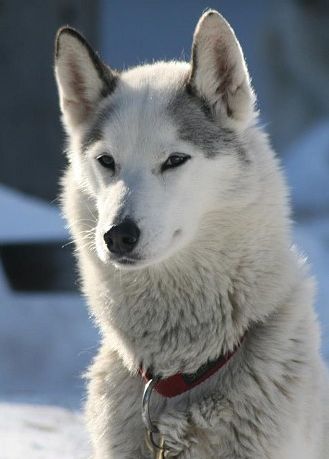 Photo of NorthWapiti's Sesequon